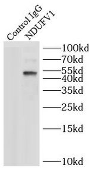 NDUFV1 Rabbit Polyclonal Antibody