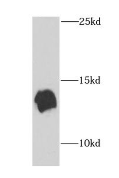 NEDD8 Rabbit Polyclonal Antibody