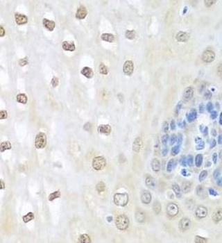 NEDD8 Rabbit Polyclonal Antibody