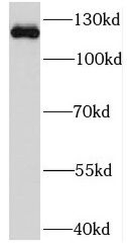 NEK9 Antibody