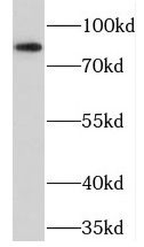NELL1 Antibody