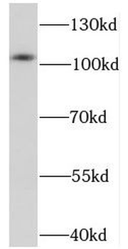 NELL2 Antibody