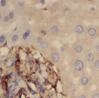 NEU4 Rabbit Polyclonal Antibody