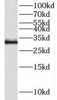 NEURL2 Antibody