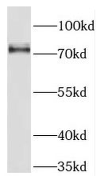 NCDN Antibody
