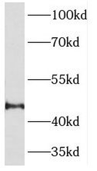 SERPINI1 Antibody