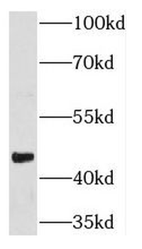 NFE2 Rabbit Polyclonal Antibody