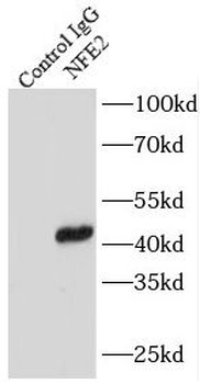 NFE2 Rabbit Polyclonal Antibody