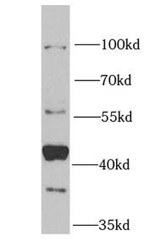 NFS1 Antibody