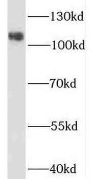 NCSTN Antibody