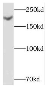 NID2 Antibody