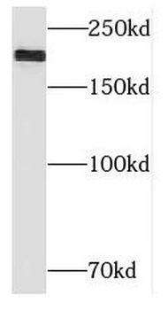 NID2 Antibody