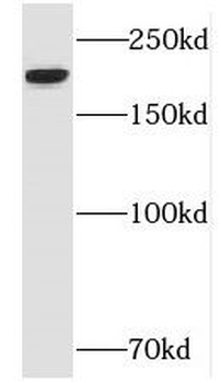 NISCH Antibody