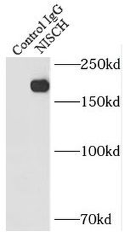 NISCH Rabbit Polyclonal Antibody