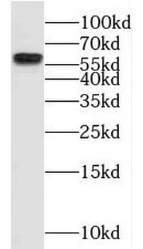 NKD2 Antibody