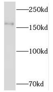 NKTR Antibody