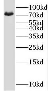 NLN Antibody