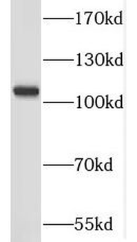 NLRP2 Antibody