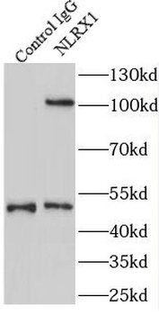 NLRX1 Rabbit Polyclonal Antibody