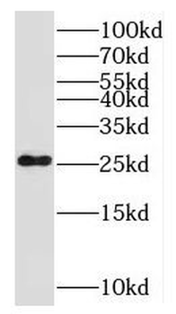 NOG Antibody
