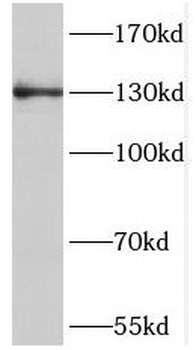 NOL6 Antibody