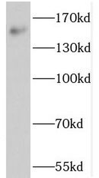 NOL8 Antibody