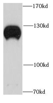 NOLC1 Antibody