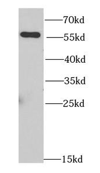 NONO Antibody