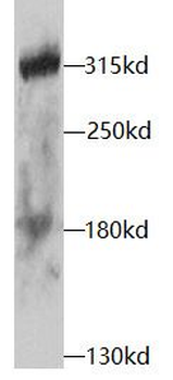 NOTCH1 Rabbit Polyclonal Antibody