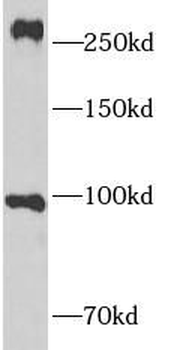 NOTCH3 Antibody