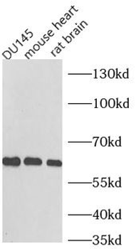 NOX1 Antibody