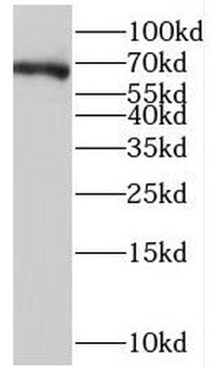 NPAS1 Antibody