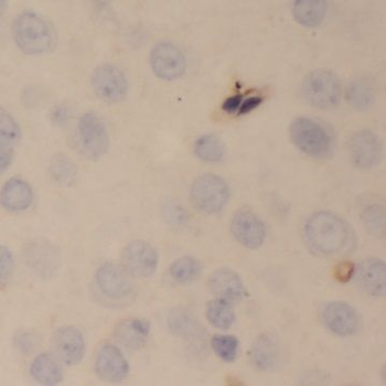NPB Antibody