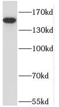 NPHP4 Antibody