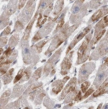 NPHP4 Rabbit Polyclonal Antibody