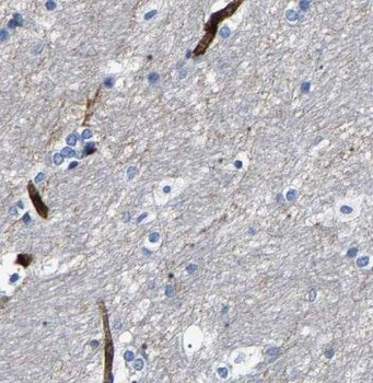 NPS Antibody