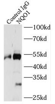 NQO1 Rabbit Polyclonal Antibody