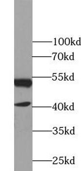 NR1H2 Antibody