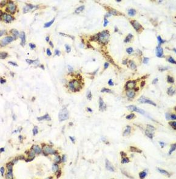 NRBF2 Rabbit Polyclonal Antibody