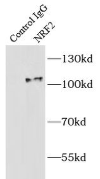 NFE2L2 Rabbit Polyclonal Antibody