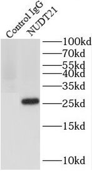 NUDT21 Rabbit Polyclonal Antibody