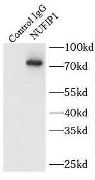 NUFIP1 Rabbit Polyclonal Antibody