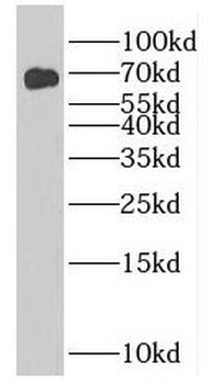 NUMBL Antibody