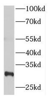NUP62CL Antibody
