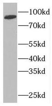 NUP88 Antibody