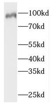 NVL Antibody