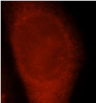 NXN Rabbit Polyclonal Antibody
