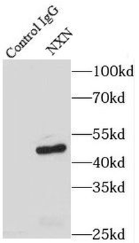 NXN Rabbit Polyclonal Antibody