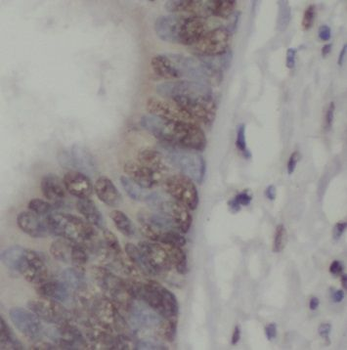 NXT2 Antibody