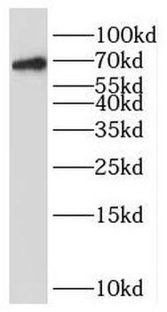 OAS2 Antibody